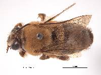 Ptiloglossa arizonensis image