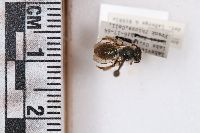 Andrena caerulea image