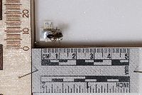 Andrena nigripes image