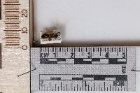 Andrena prunorum prunorum image