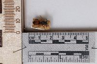 Andrena prunorum prunorum image