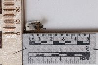 Andrena angustitarsata image