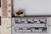 Andrena pallidifovea image