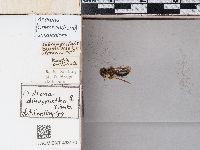 Andrena anisochlora image