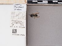 Image of Andrena gnaphalii