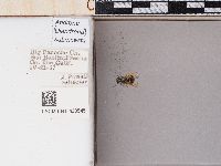 Andrena submoesta image
