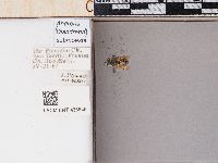 Andrena submoesta image