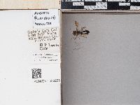 Andrena auricoma image