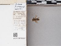 Andrena auricoma image