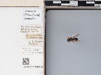 Andrena caerulea image
