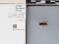 Andrena chlorura image