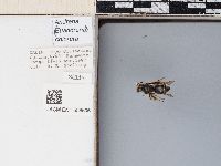 Andrena chlorura image
