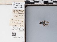 Andrena nigrocaerulea image