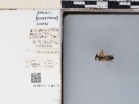 Andrena suavis image