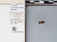 Andrena baeriae image