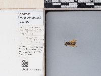 Andrena baeriae image