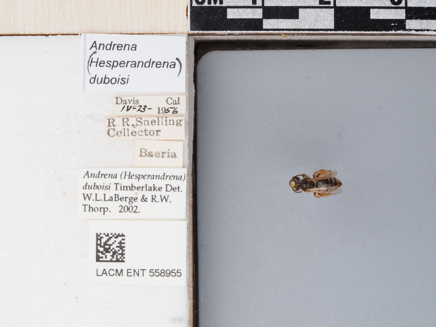 Andrena duboisi image