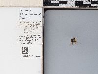 Andrena duboisi image