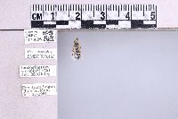Lasioglossum sisymbrii image