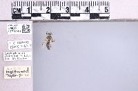 Lasioglossum sisymbrii image