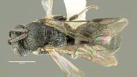 Hylaeus mesillae image