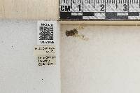 Andrena subaustralis image