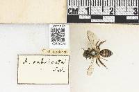 Andrena florea image