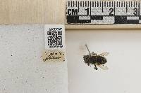 Megachile brevis image