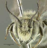 Megachile rotundata image