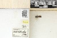 Andrena candida image