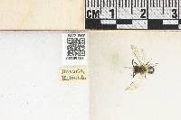 Andrena haemorrhoa image