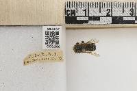 Megachile coquilletti image