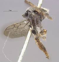 Macropis ciliata image