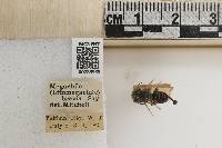 Megachile brevis image
