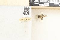 Andrena flavipes image