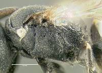 Hylaeus mesillae image