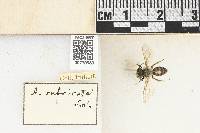 Andrena florea image