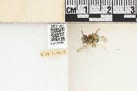 Andrena haemorrhoa image