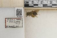 Andrena subtilis image