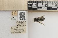 Megachile coquilletti image