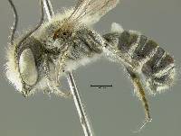 Megachile rotundata image