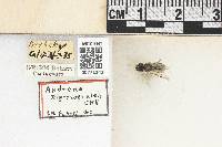 Andrena nigrocaerulea image