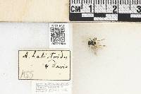 Andrena piperi image