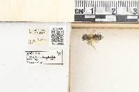 Andrena angustitarsata image
